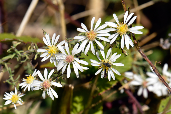 White Heath Aster flowers are usually on 1 side of the blooming stem; flower heads have both ray (white) and disk (yellow) florets. Symphyotrichum ericoides var. ericoides